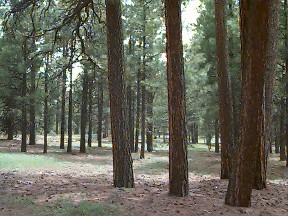 ponderosa forest.jpg (33598 bytes)